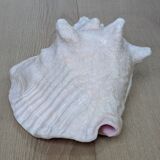 Heavy Marine Shell "Lambi" (Strombus Gigas) - Pink Interior - 1.37 kg