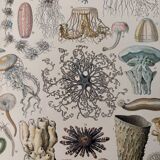 Reserved Marine - Set of 3 lithographs on the marine world XX