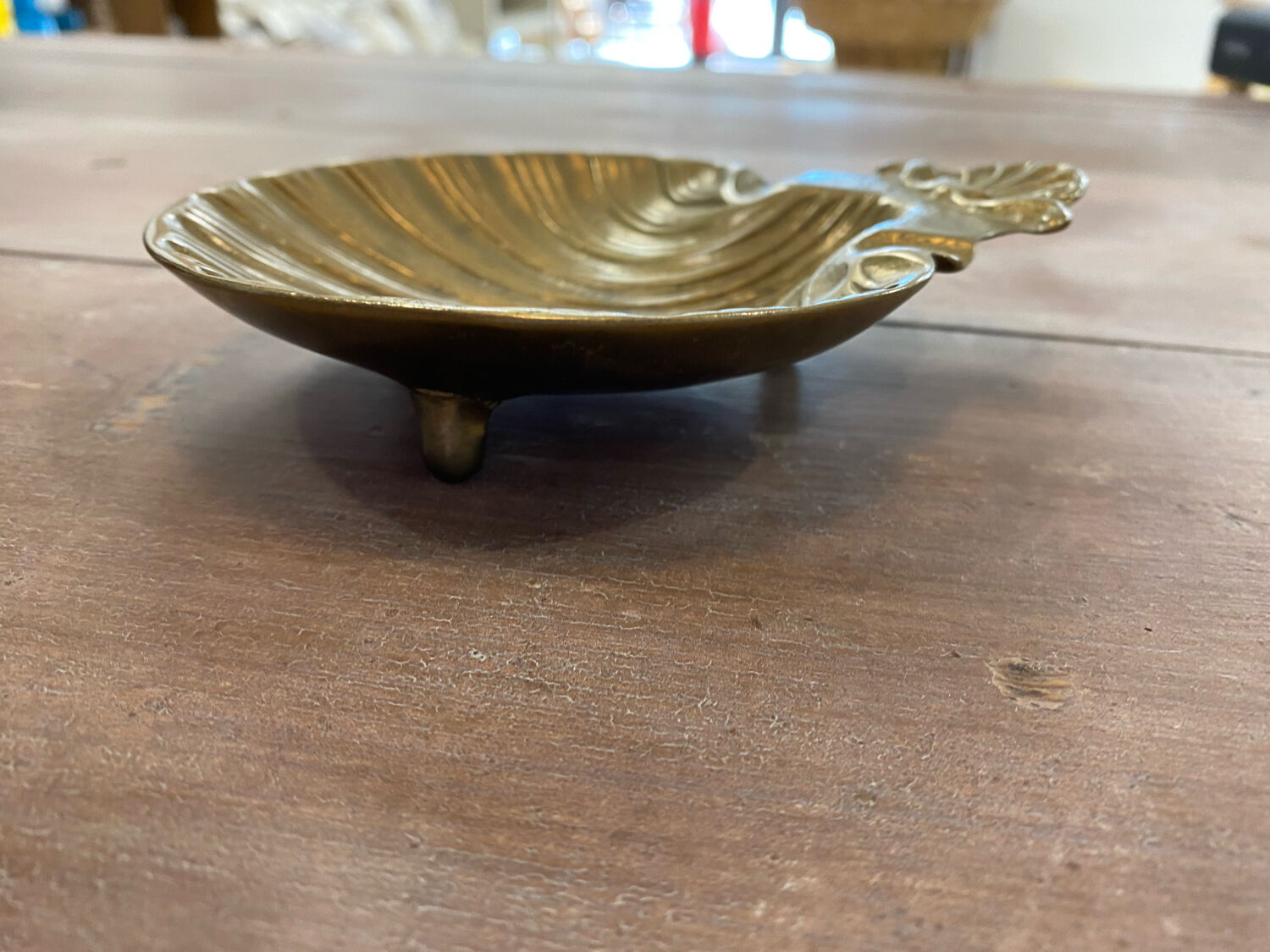 Empty pocket scallop shell