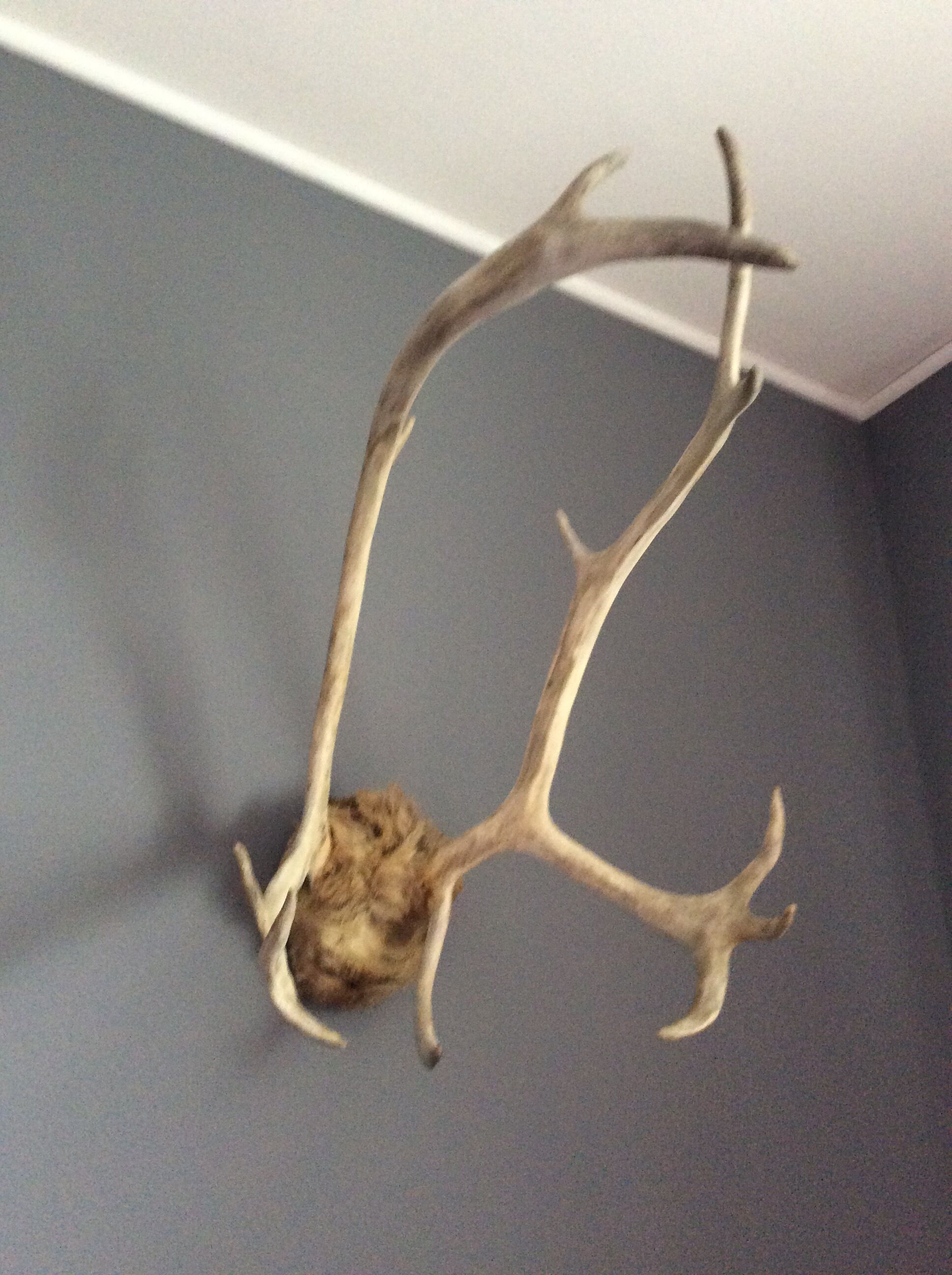 Wood hunting trophy deer