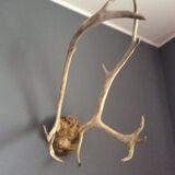 Wood hunting trophy deer