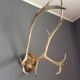 Wood hunting trophy deer