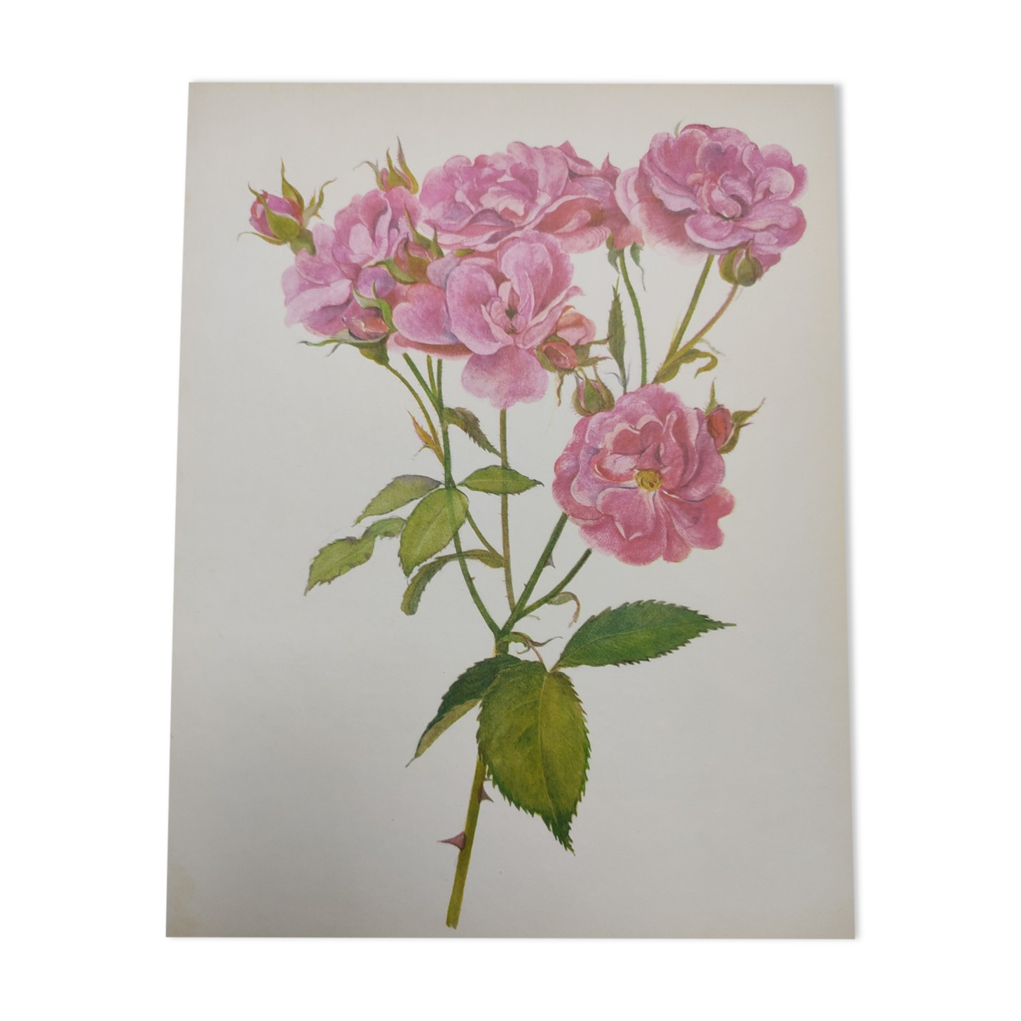 Rose botanical board - Vintage original from 1968 - Joseph Guy🌹