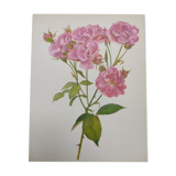 Rose botanical board - Vintage original from 1968 - Joseph Guy🌹