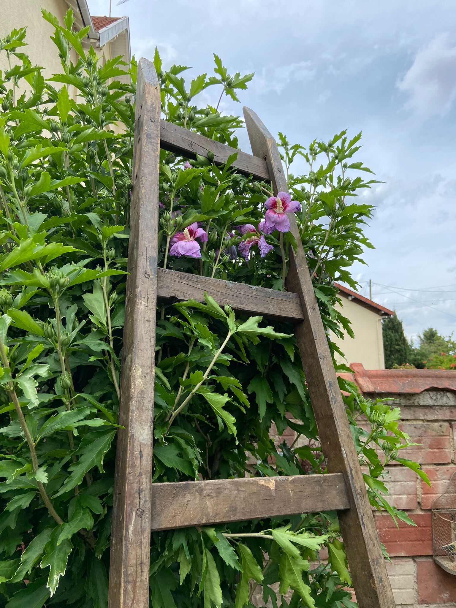 Old vintage painter's ladder