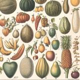 Planche ancienne sur les fruits 1897