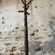 Antique turned wooden coat rack