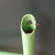 Coat rack green metal and its former mirror