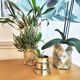 Plant pot