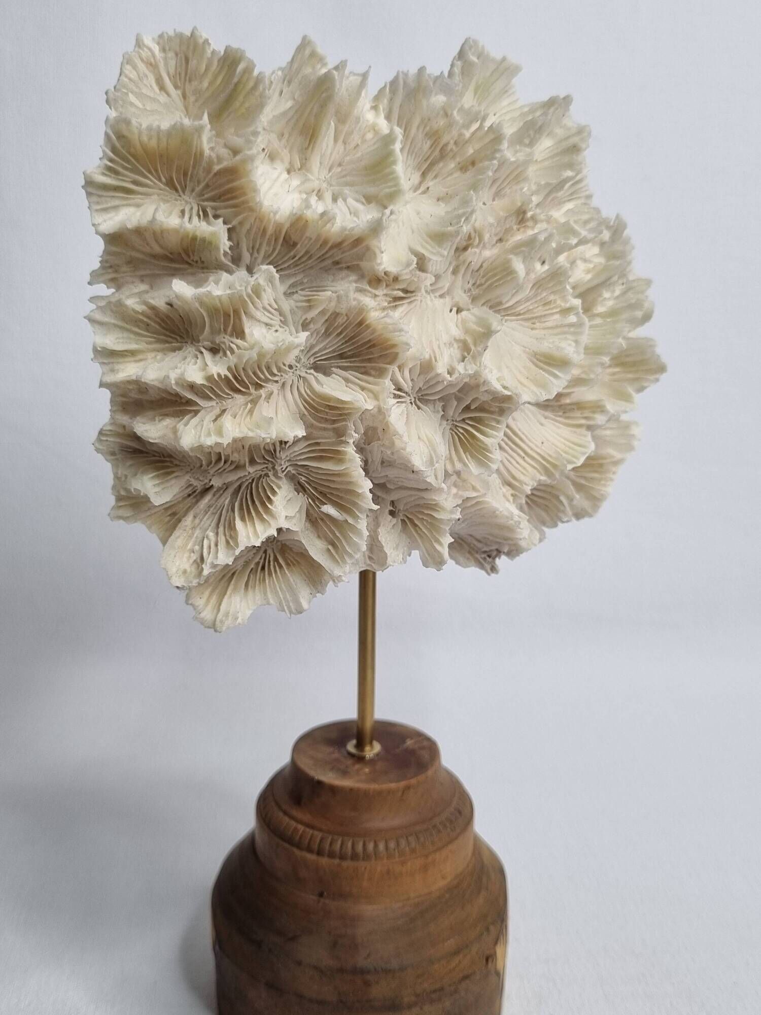 Antique white coral mounted on a turned wooden base – Height 22 cm