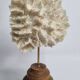 Antique white coral mounted on a turned wooden base – Height 22 cm