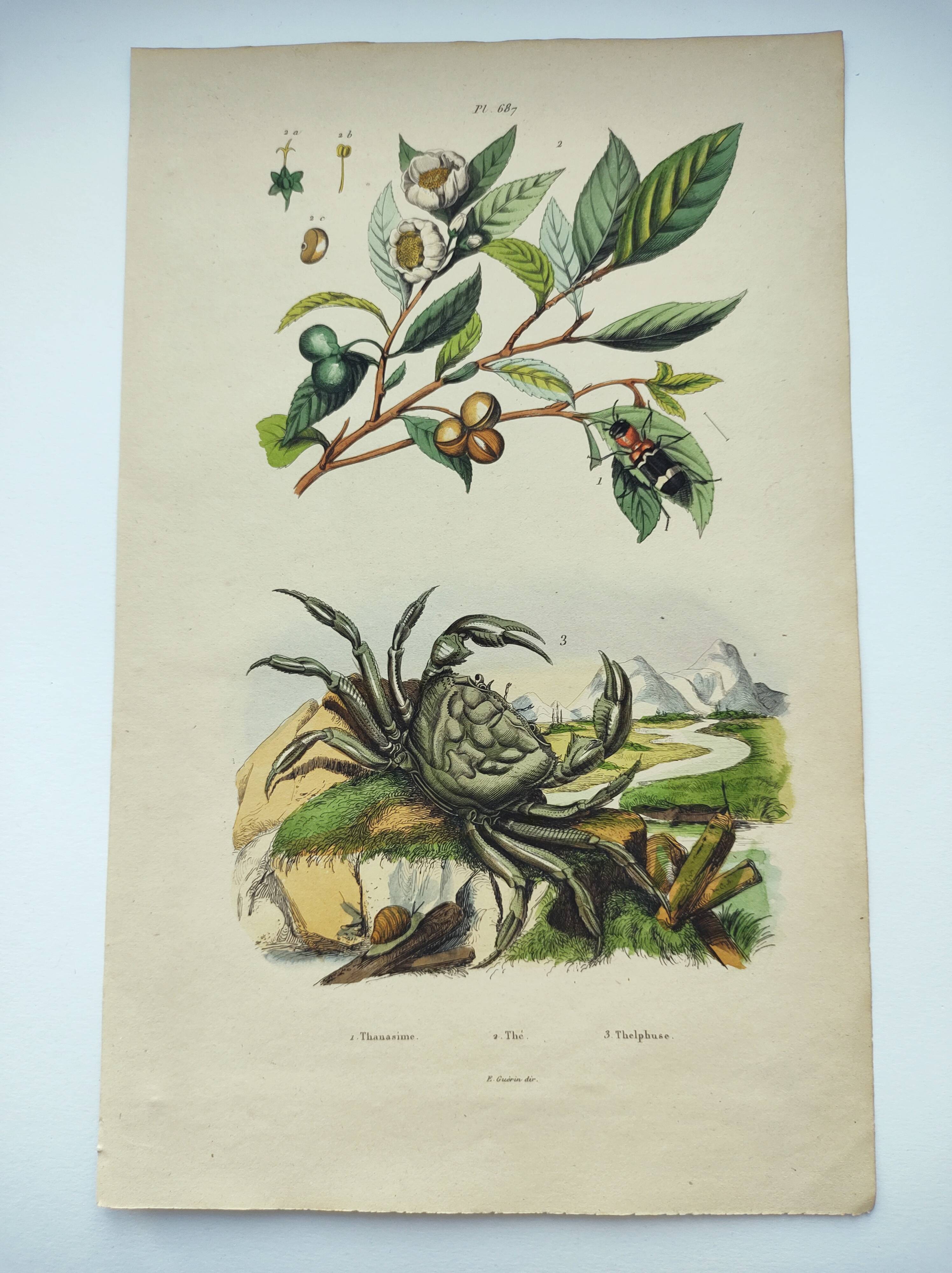 Gravure ancienne de 1838 -Crabe et thé- Planche coloriée à la main zoologique et botanique. Original