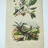 Gravure ancienne de 1838 -Crabe et thé- Planche coloriée à la main zoologique et botanique. Original
