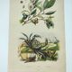 Old engraving from 1838 -Crab and tea- Zoological and botanical hand-colored plate. Original