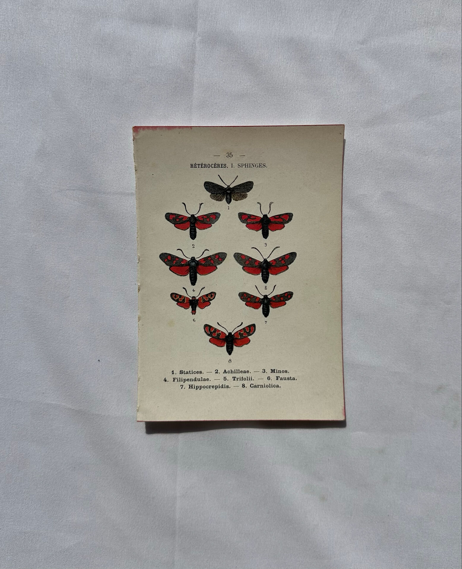 Gravure naturaliste  Papillon 19eme affiche botanique originale 1800