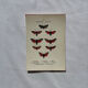 Gravure naturaliste  Papillon 19eme affiche botanique originale 1800