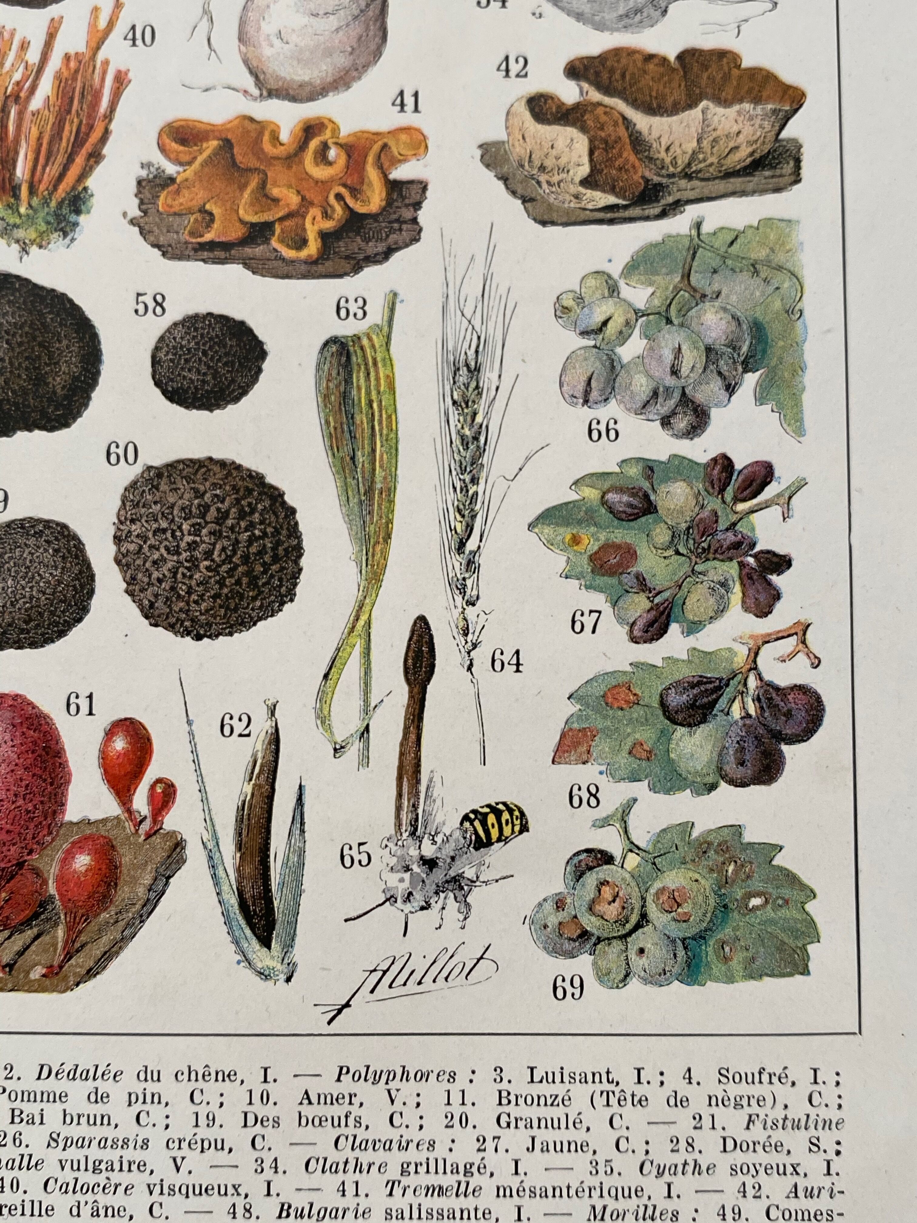 Old illustration Millot "Mushrooms"