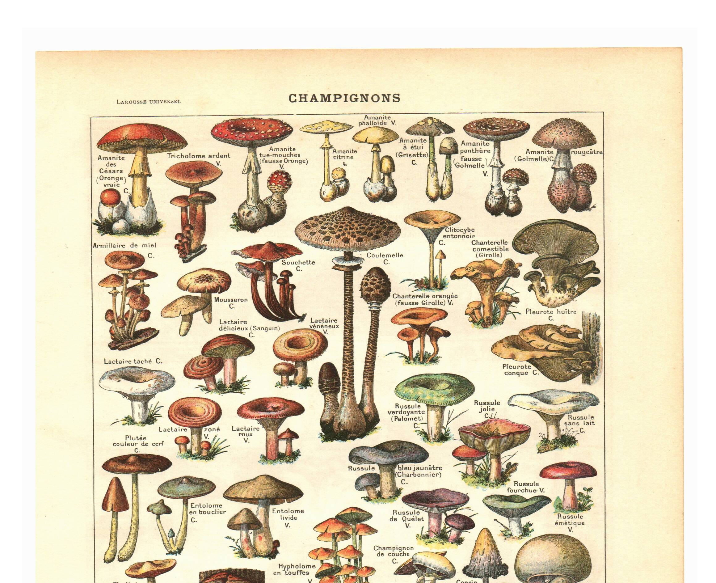 Old engraving from 1923 - Mushrooms by A. Millot - vintage plate