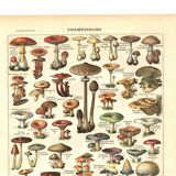 Old engraving from 1923 - Mushrooms by A. Millot - vintage plate