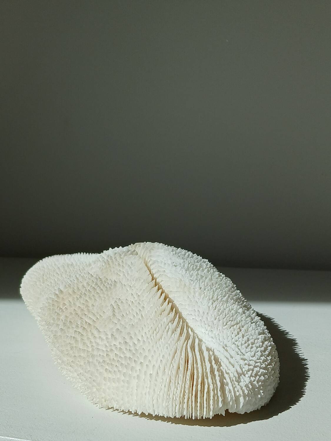 White Coral Fungia 24 cm