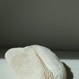 White Coral Fungia 24 cm