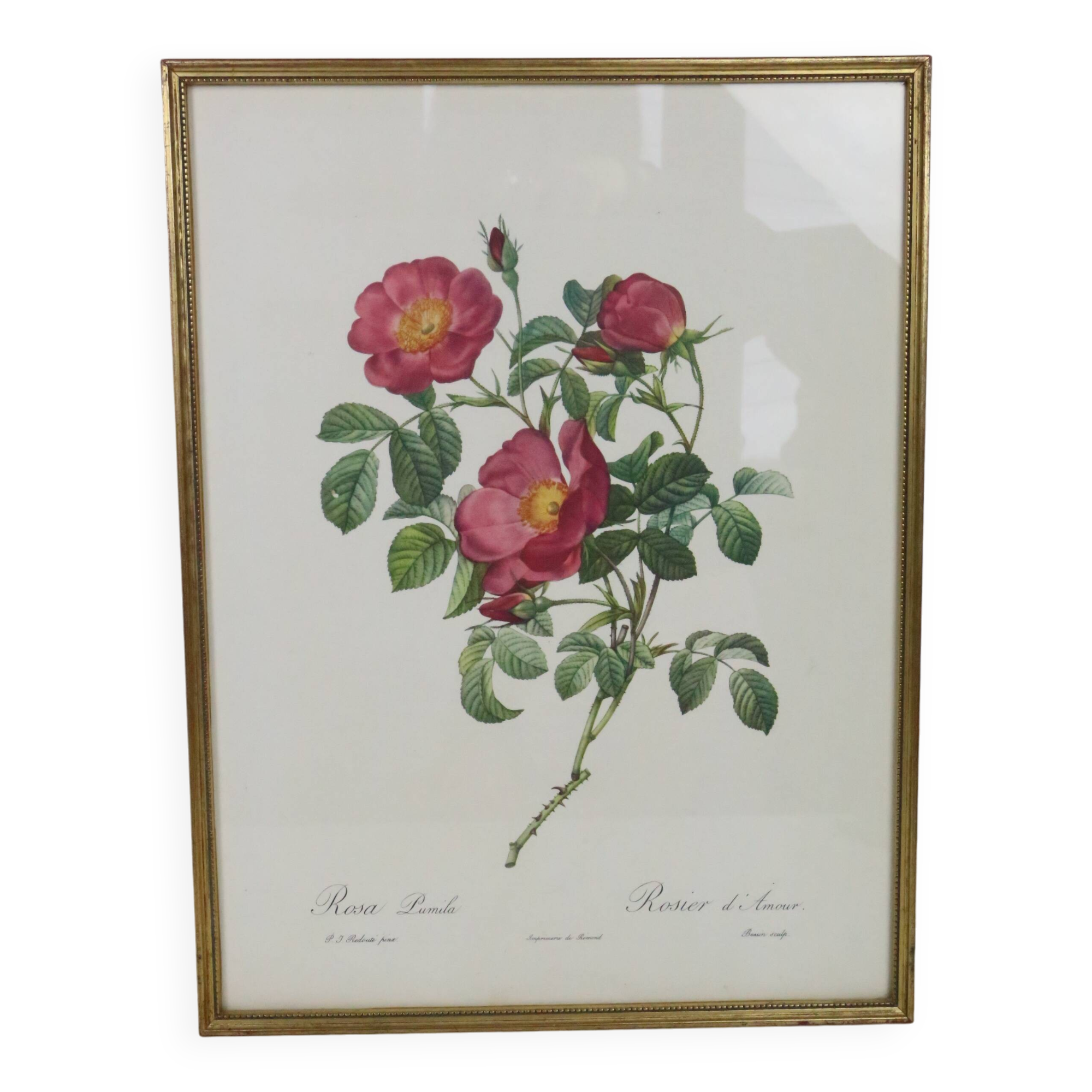 Great Redouté Lithograph