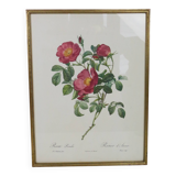 Great Redouté Lithograph