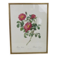 Great Redouté Lithograph