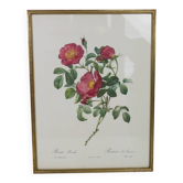 Great Redouté Lithograph