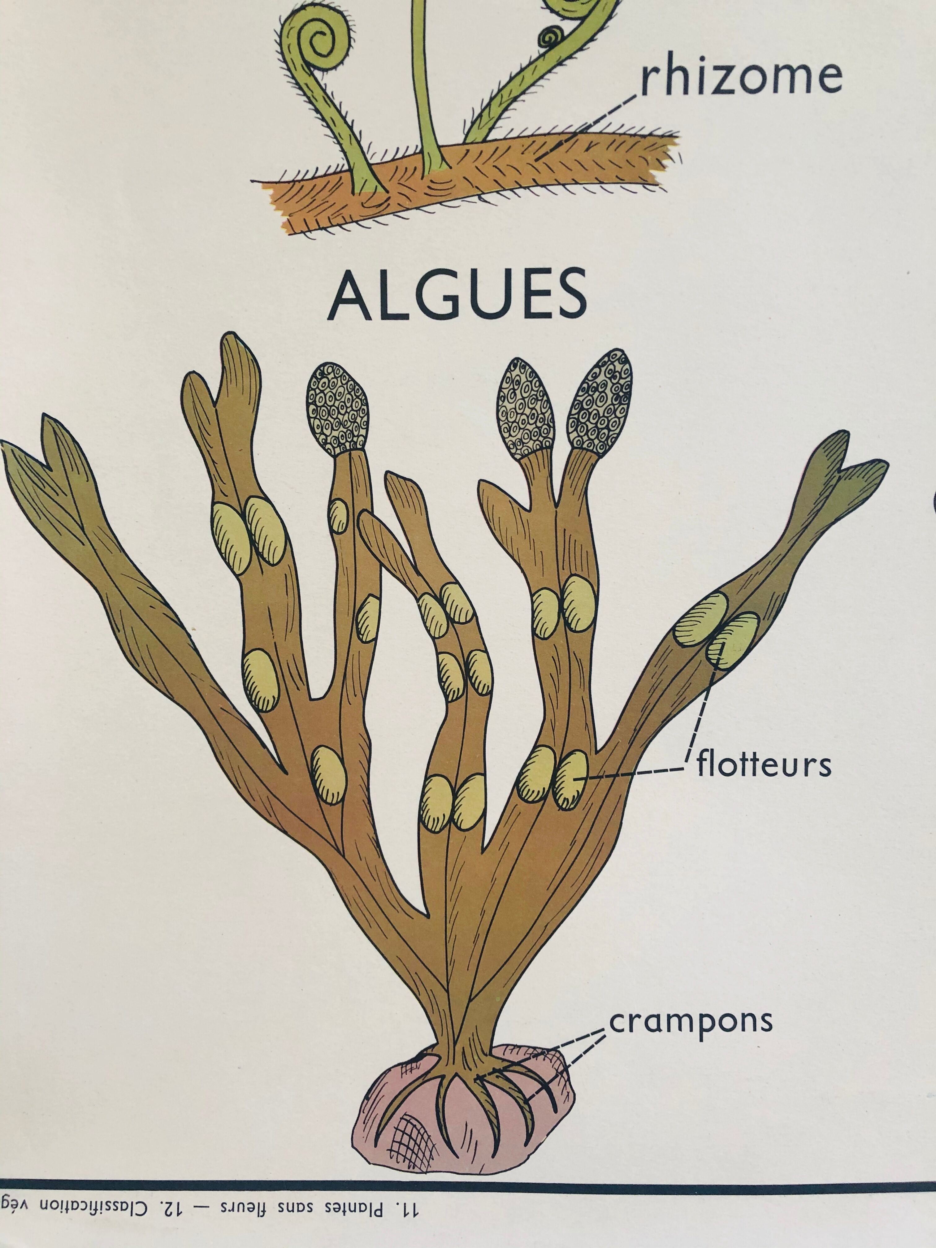 Former School Poster Rossignol Number 11