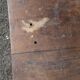 Antique desk table in solid wood