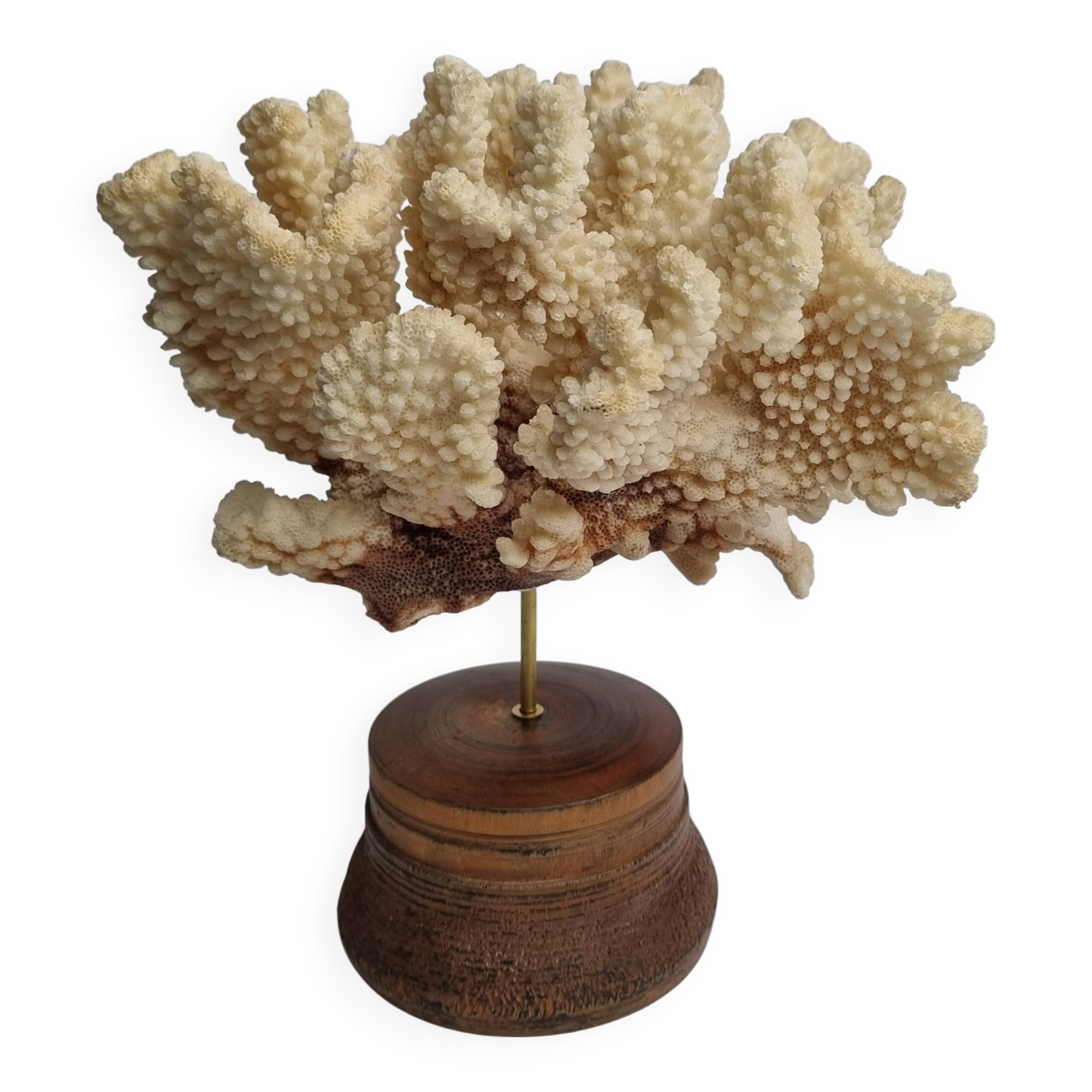 Antique natural coral mounted on turned wooden base, 22 cm