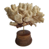 Antique natural coral mounted on turned wooden base, 22 cm