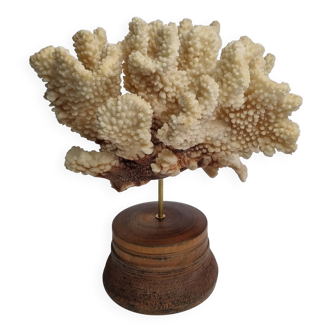 Antique natural coral mounted on turned wooden base, 22 cm