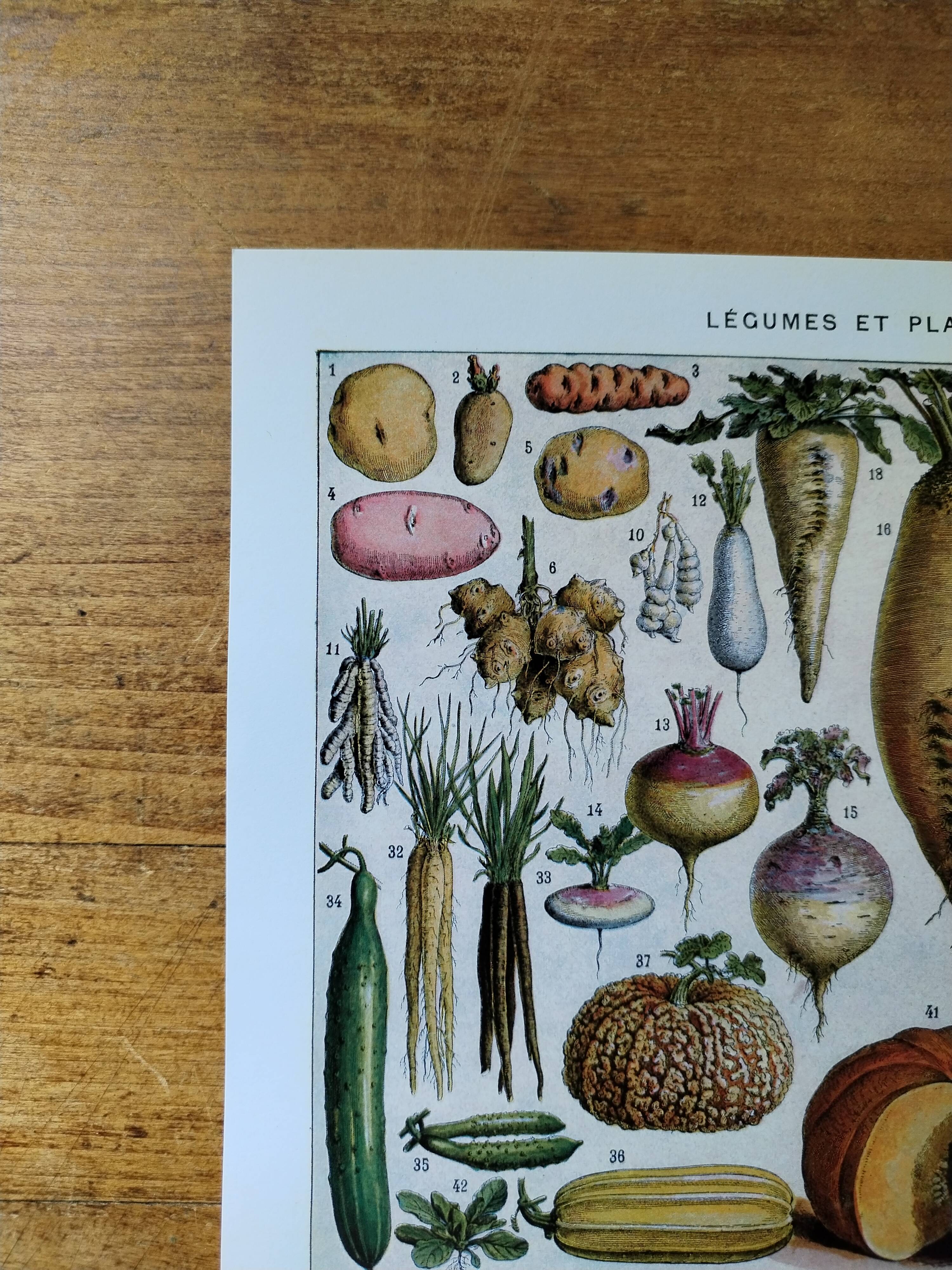 Original lithograph of vegetables and vegetable plants
