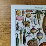 Original lithograph of vegetables and vegetable plants