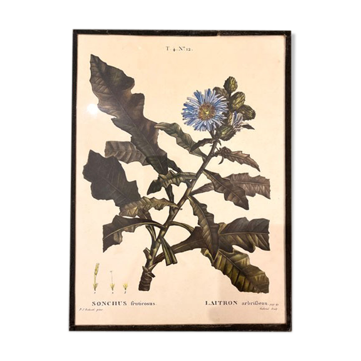 Botanical board framed under glass