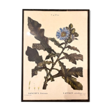 Botanical board framed under glass