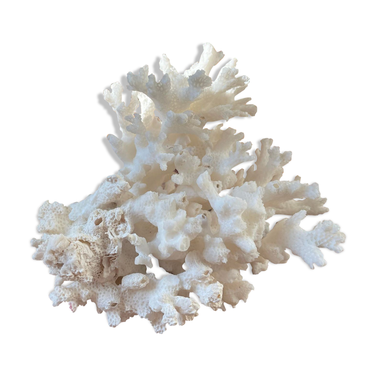 ancient white coral