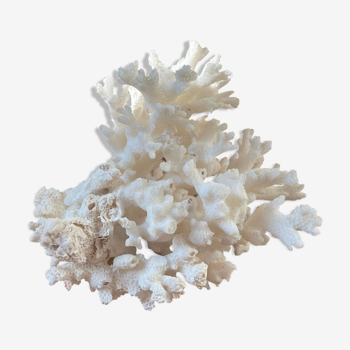 ancient white coral