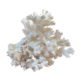 ancient white coral