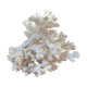 ancient white coral