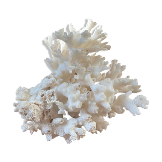 ancient white coral