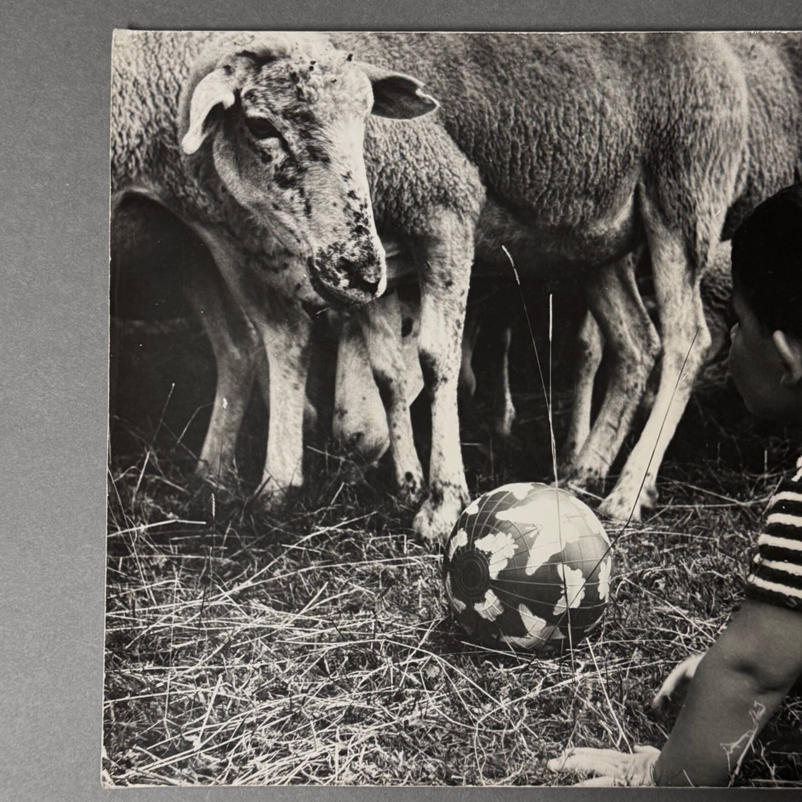 Black and white photo from 1960 depicting a child and sheep.