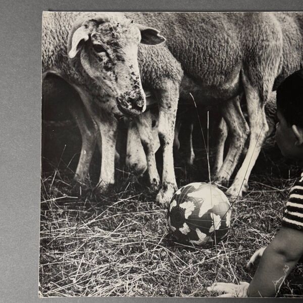 Photo noir et blanc 1960 représentant un enfant et des moutons