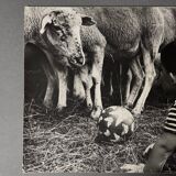 Black and white photo from 1960 depicting a child and sheep.