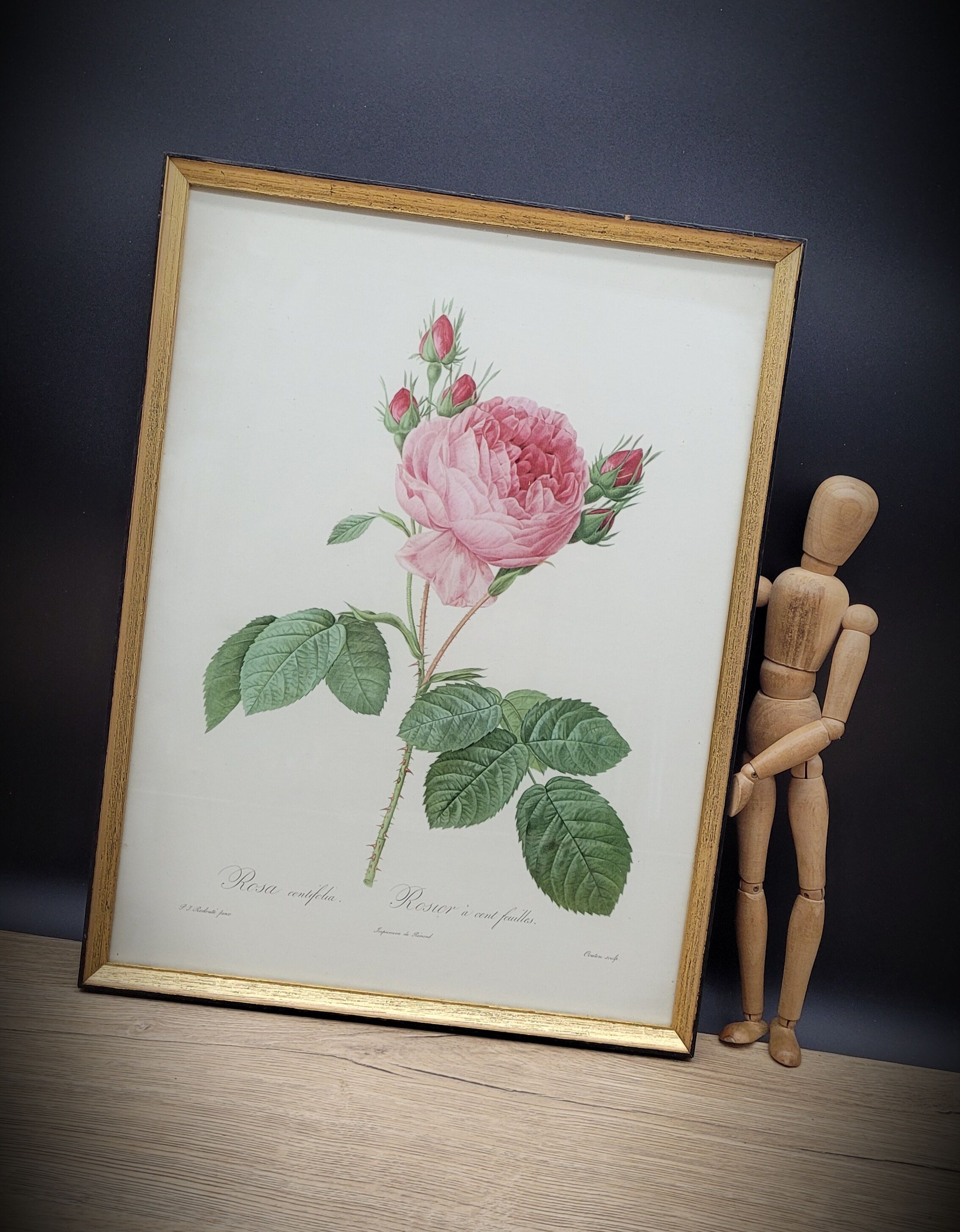 Hundred leaf rose lithograph