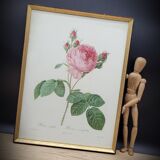 Hundred leaf rose lithograph