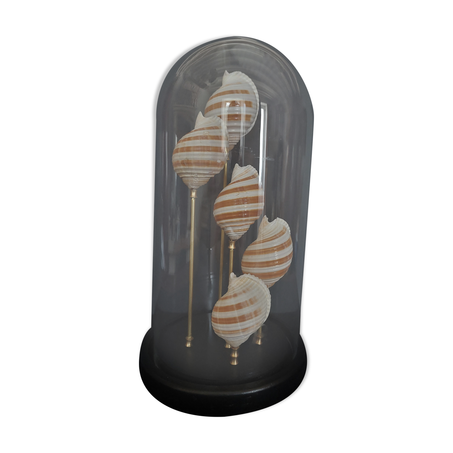 Cabinet of Curiosities globe shells tonna sulcosa