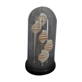 Cabinet of Curiosities globe shells tonna sulcosa